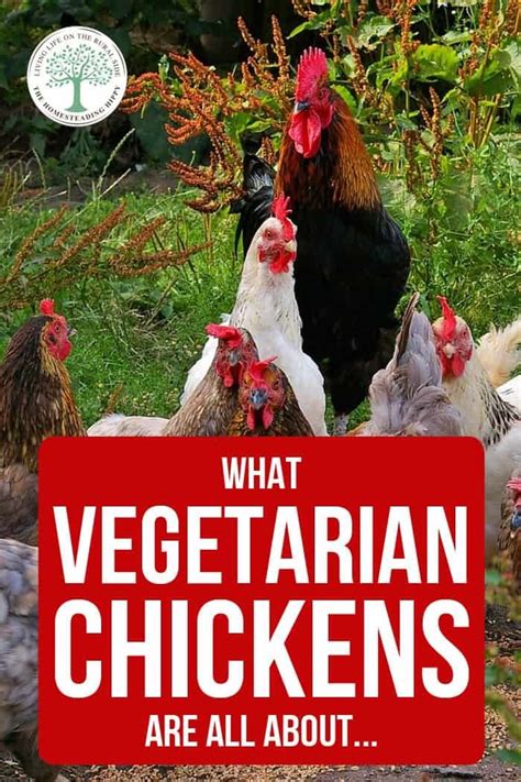 What is a vegetarian fed chicken